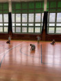 /album/fotogalerie-trener-v-zs/unknown-7-jpg35/